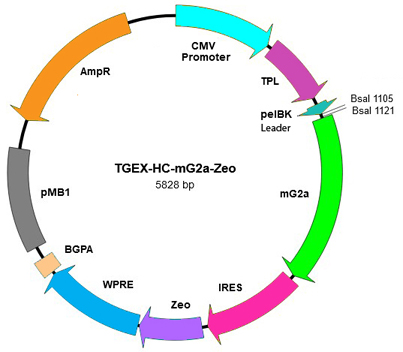 TEGX-HC-mG2a-Zeo map
